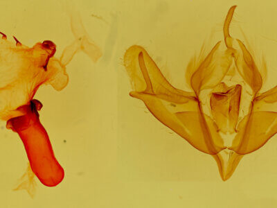 genitalia view of adult Acronicta impressa