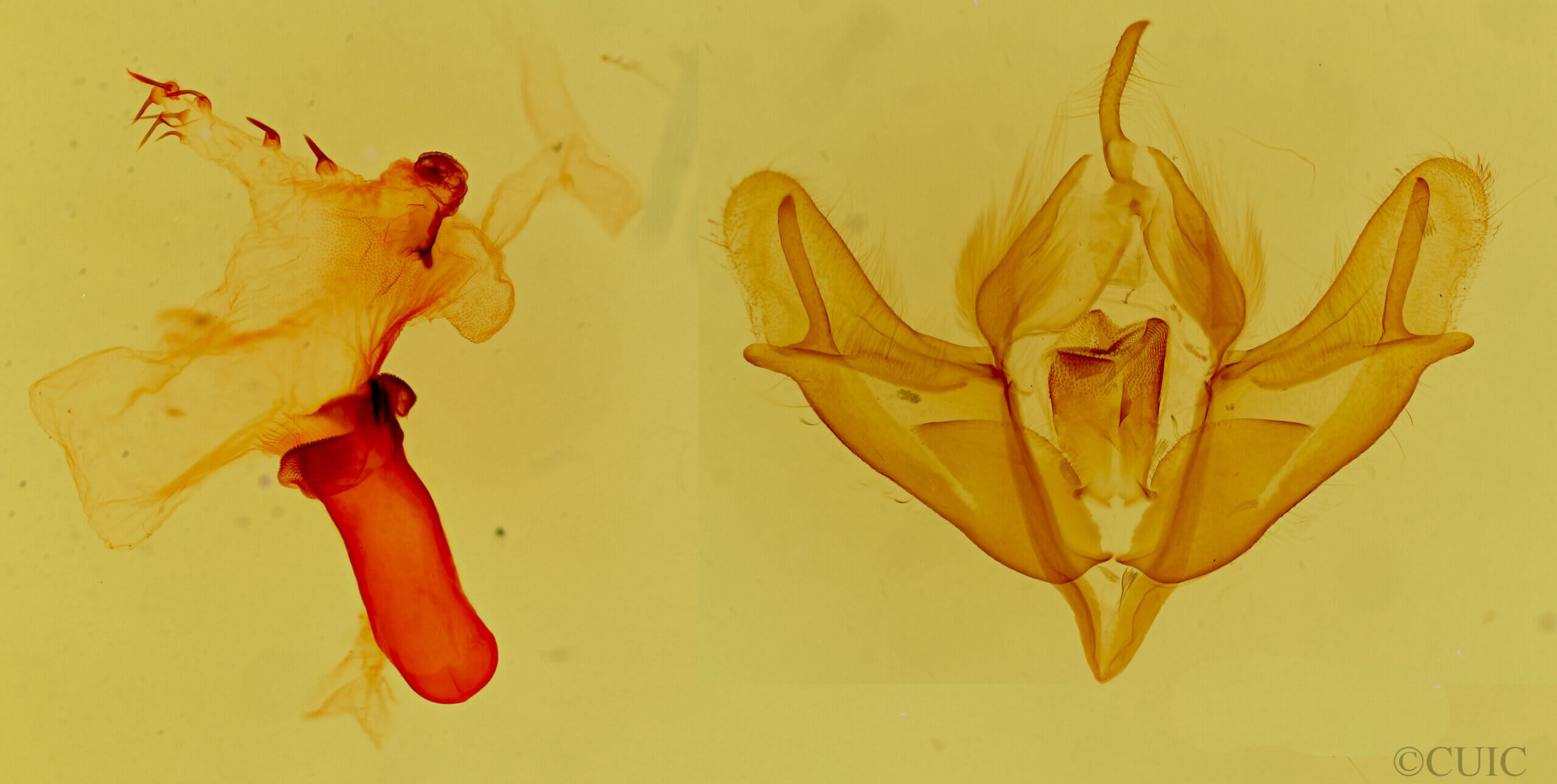 genitalia view of adult Acronicta impressa