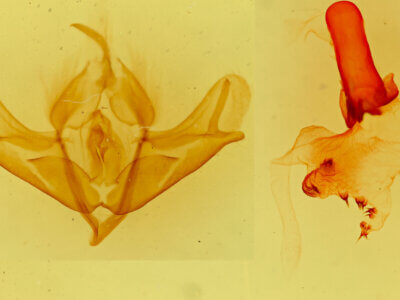 genitalia view of adult Acronicta impressa