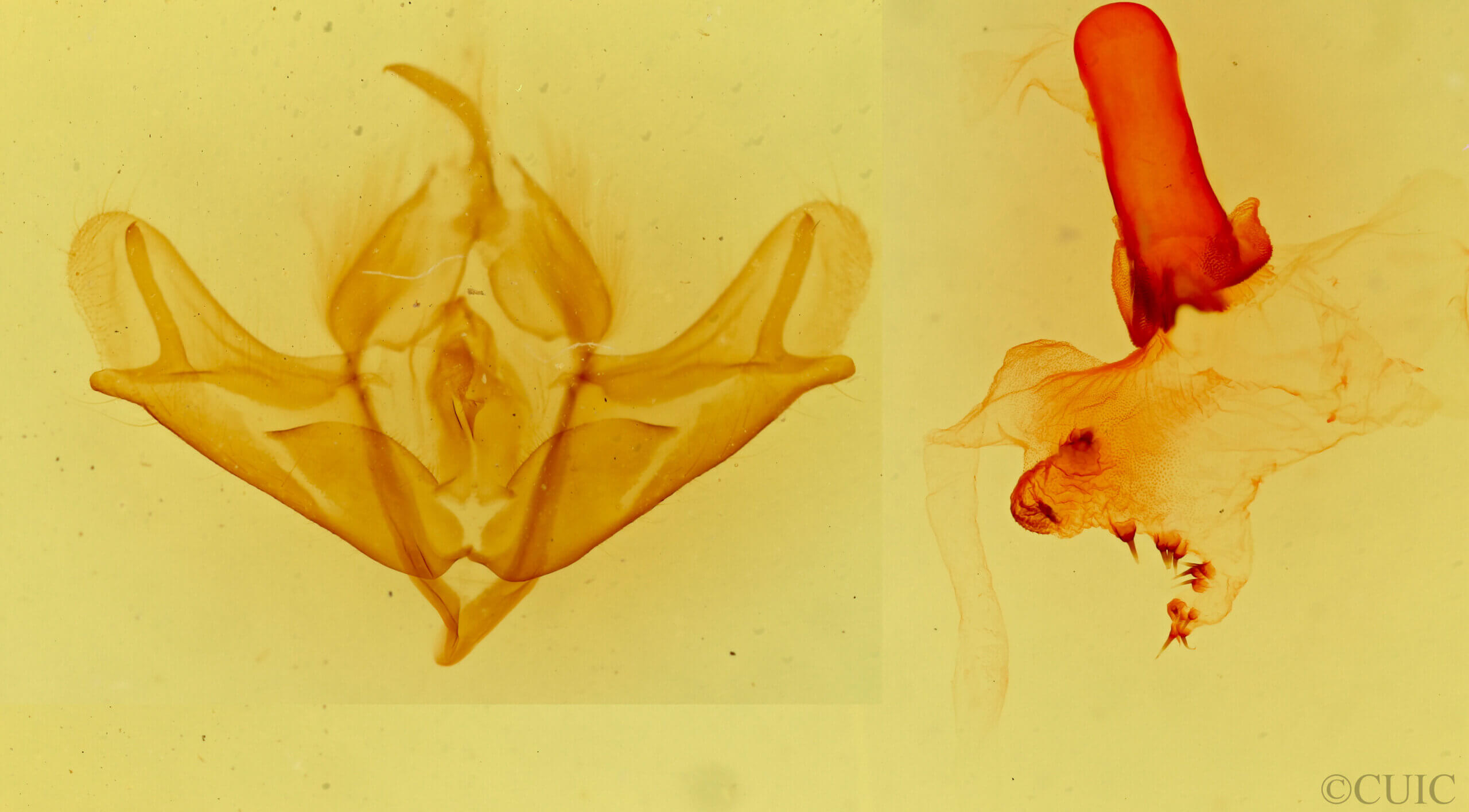 genitalia view of adult Acronicta impressa