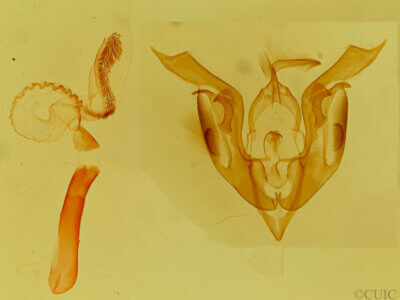 genitalia view of adult Lacinipolia umbrosa