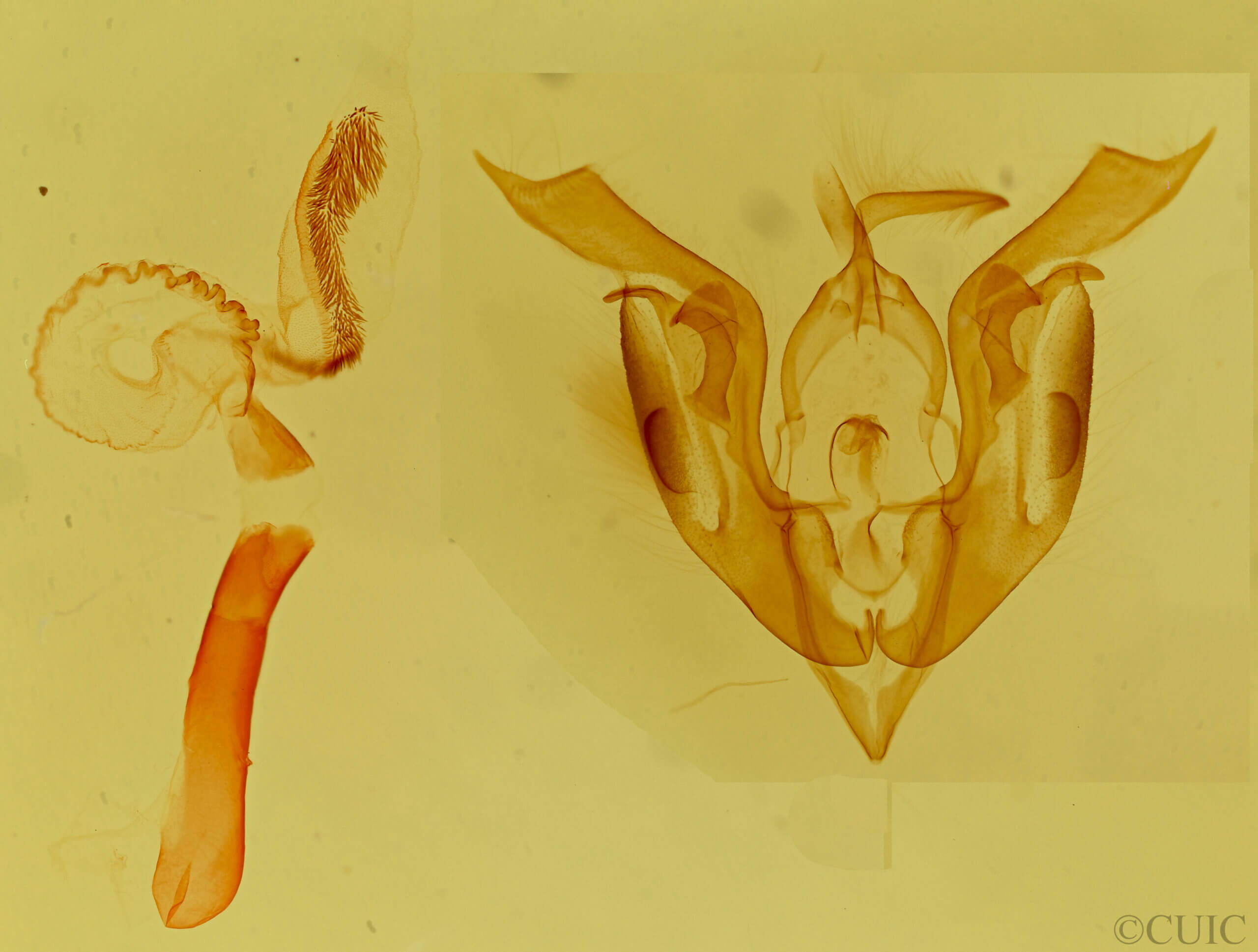 genitalia view of adult Lacinipolia umbrosa