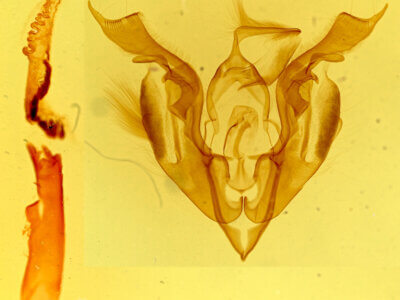 genitalia view of adult Lacinipolia umbrosa