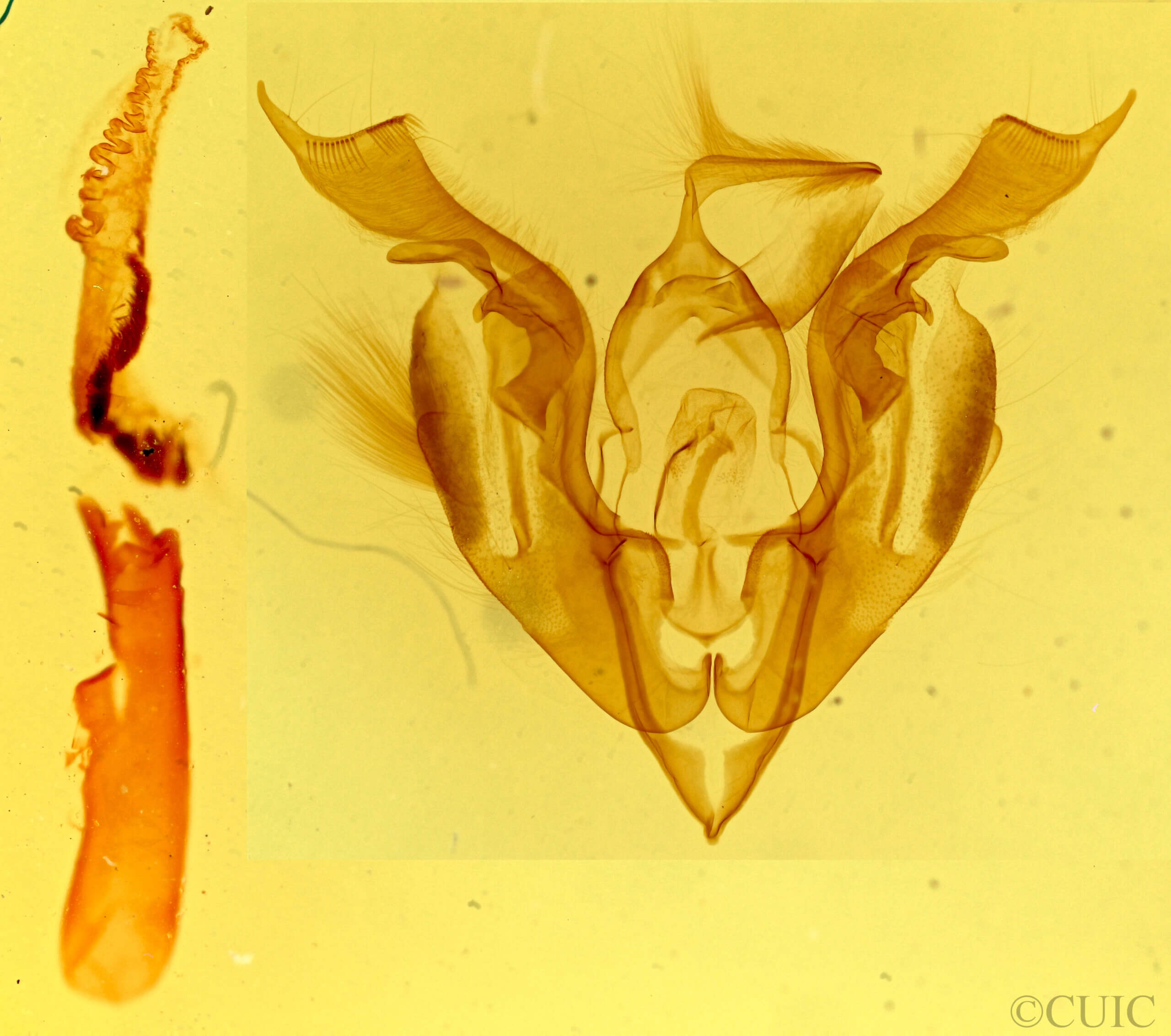 genitalia view of adult Lacinipolia umbrosa
