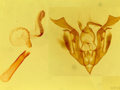 genitalia view of adult Lacinipolia umbrosa