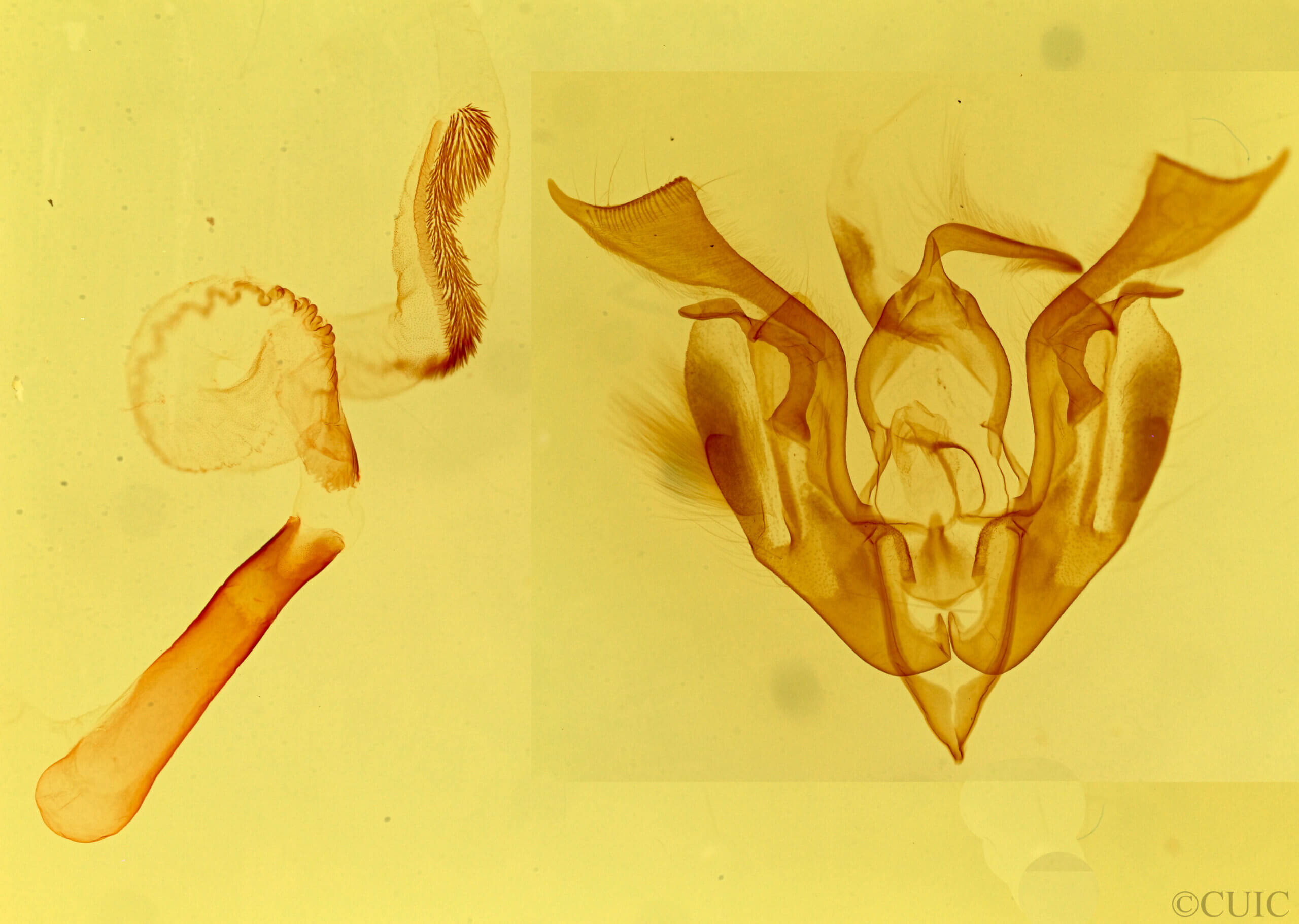genitalia view of adult Lacinipolia umbrosa
