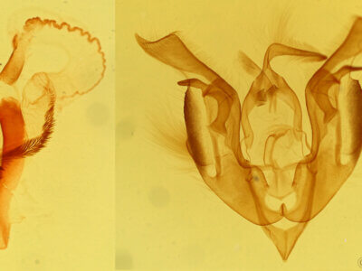 genitalia view of adult Lacinipolia umbrosa