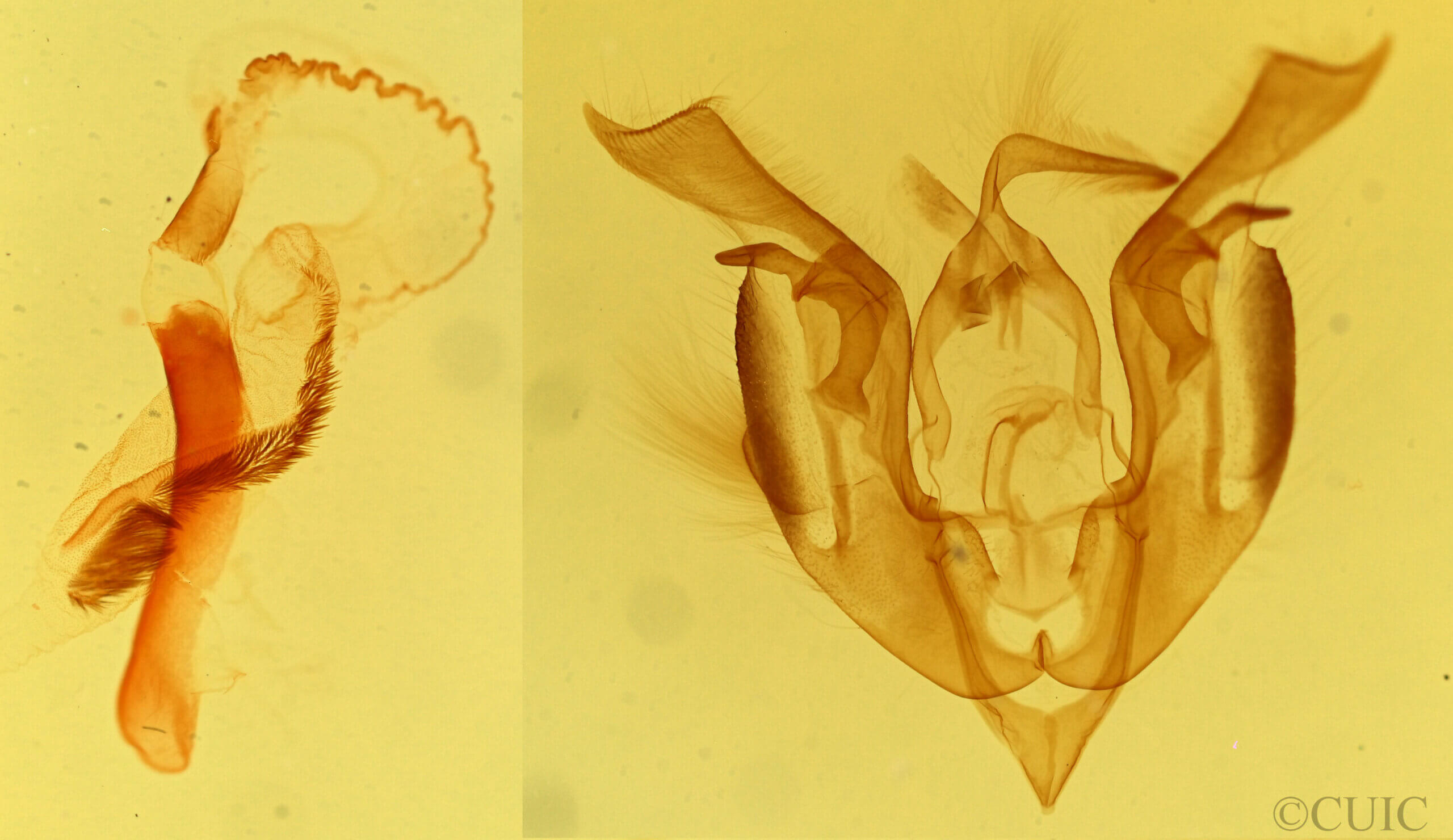 genitalia view of adult Lacinipolia umbrosa