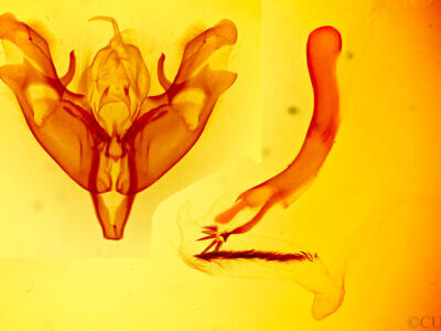 genitalia view of adult Protoperigea posticata