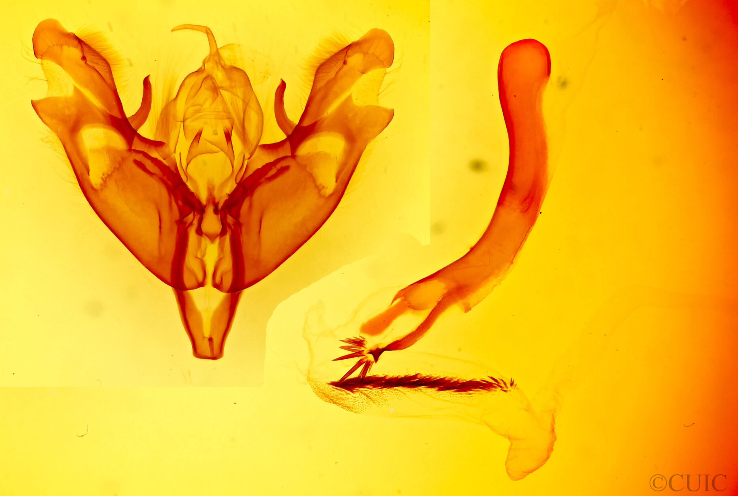 genitalia view of adult Protoperigea posticata