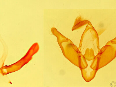 genitalia view of adult Pronoctua pyrophiloides