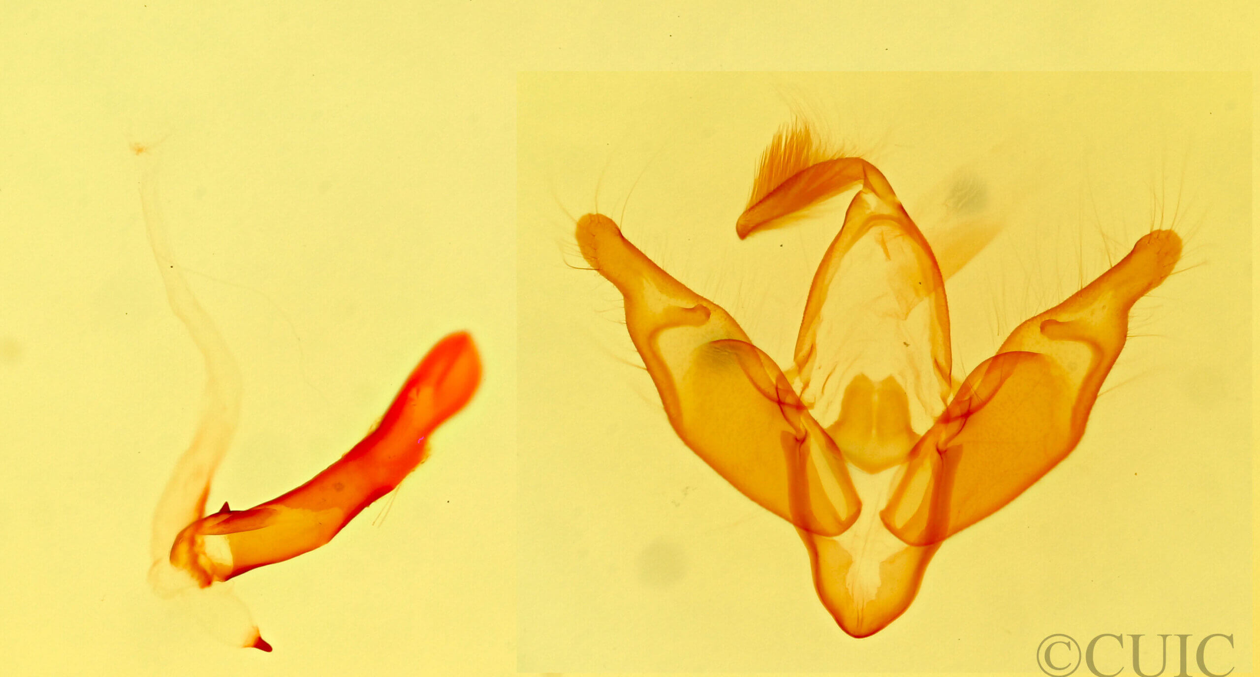 genitalia view of adult Pronoctua pyrophiloides