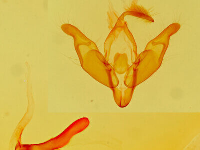 genitalia view of adult Pronoctua pyrophiloides