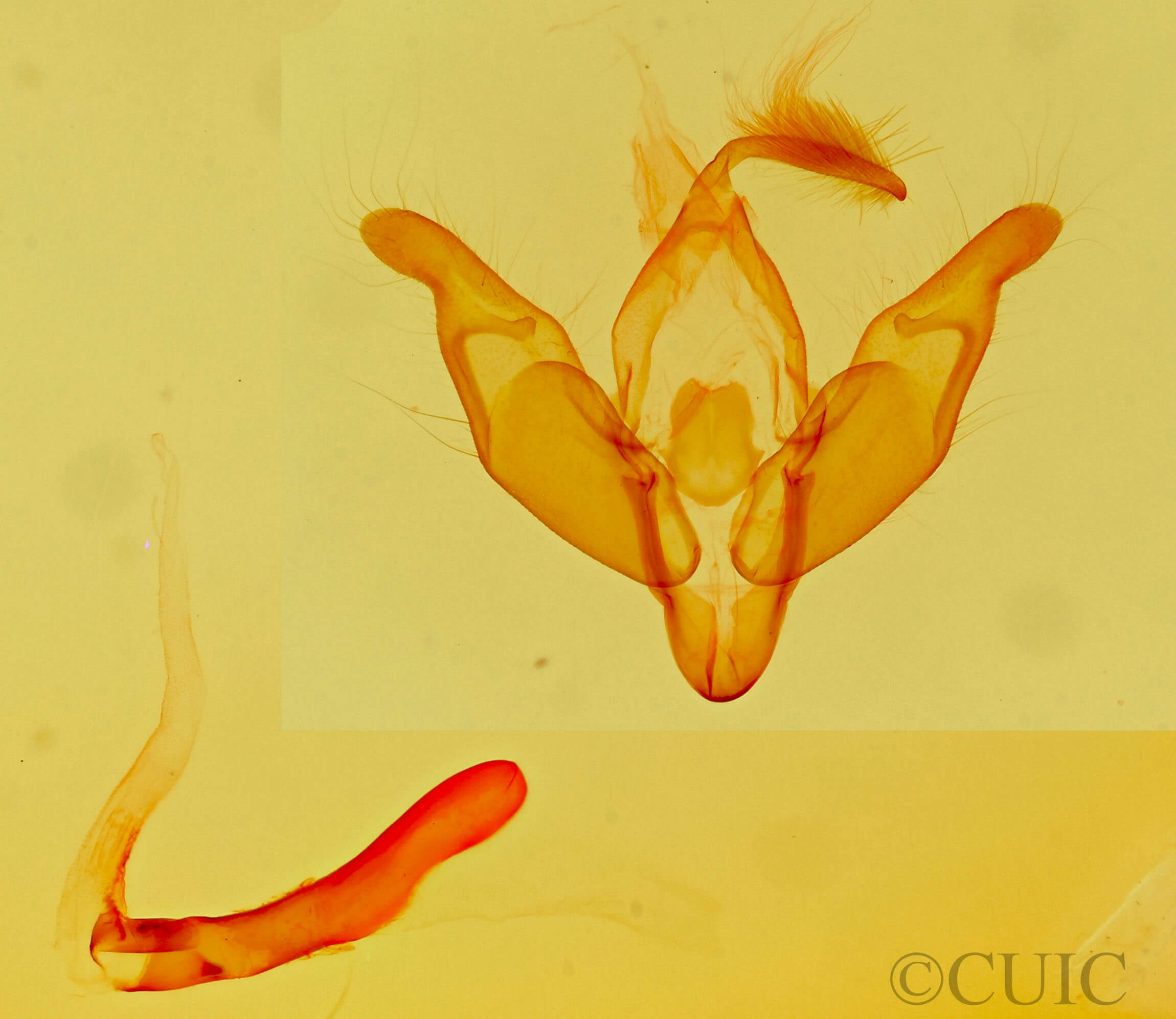 genitalia view of adult Pronoctua pyrophiloides