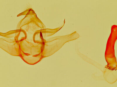 genitalia view of adult Lophocampa annulosa