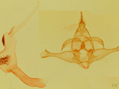 genitalia view of adult Lophocampa citrina