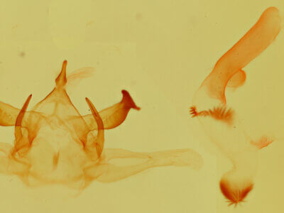 genitalia view of adult Lophocampa annulosa