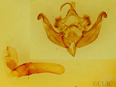 genitalia view of adult Hydraecia immanis