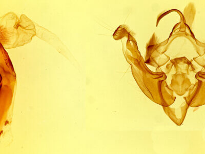 genitalia view of adult Hydraecia immanis