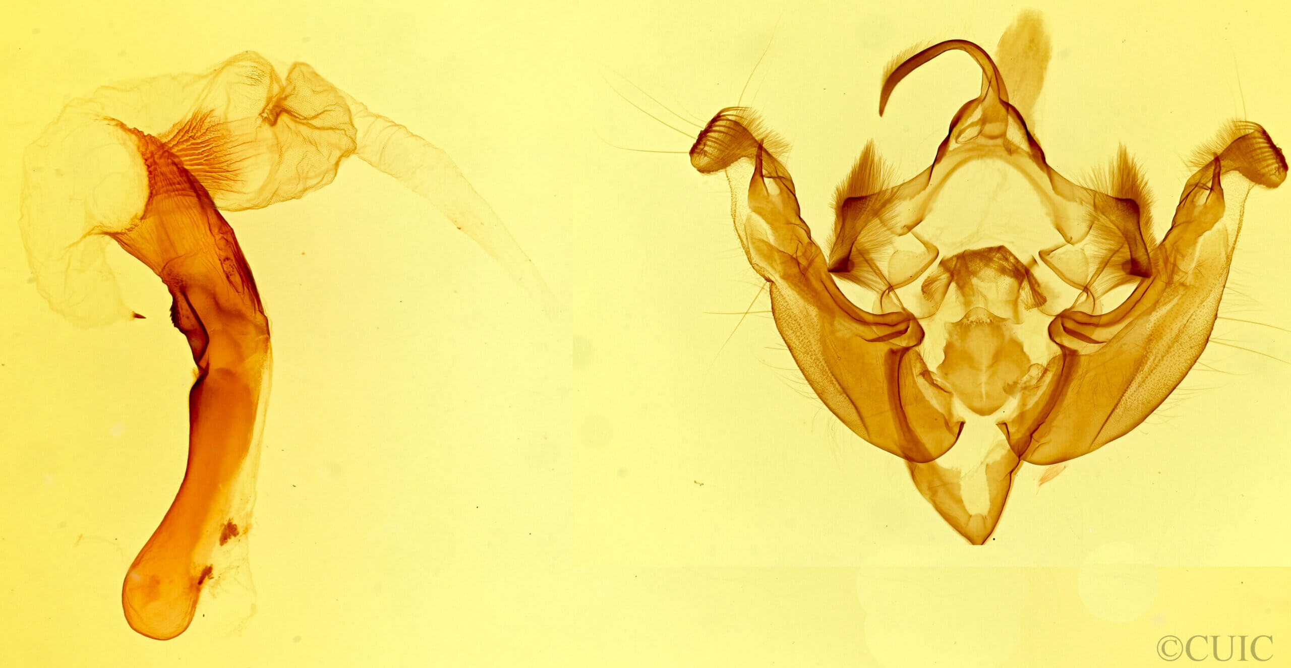 genitalia view of adult Hydraecia immanis