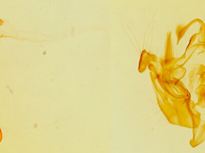 genitalia view of adult Hydraecia perobliqua