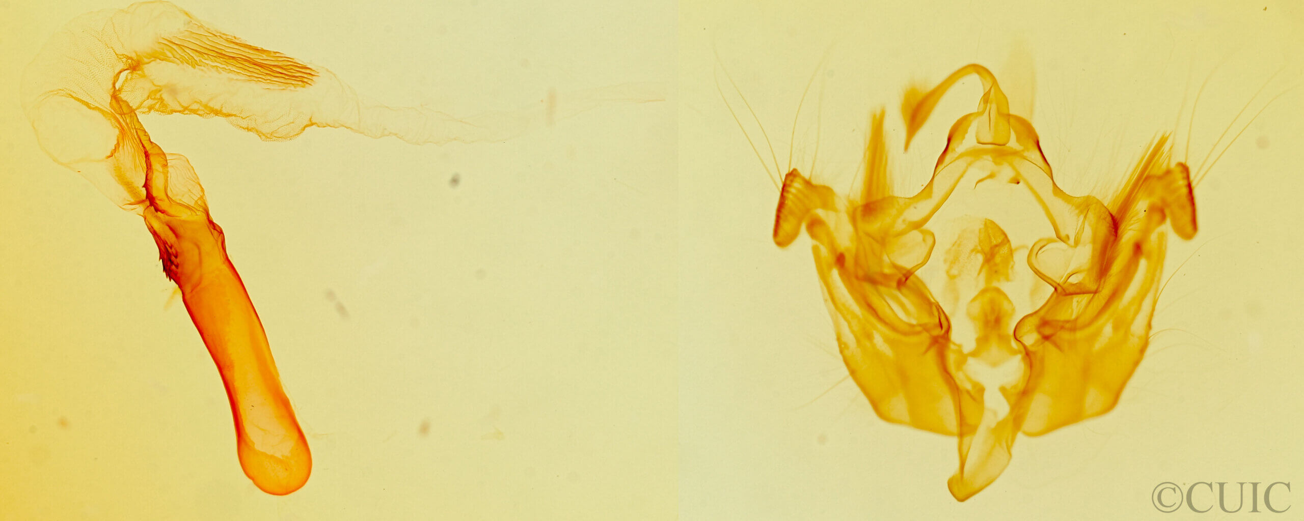 genitalia view of adult Hydraecia perobliqua