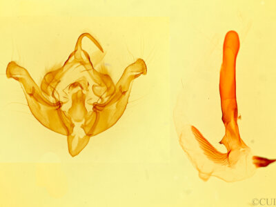 genitalia view of adult Hydraecia columbia