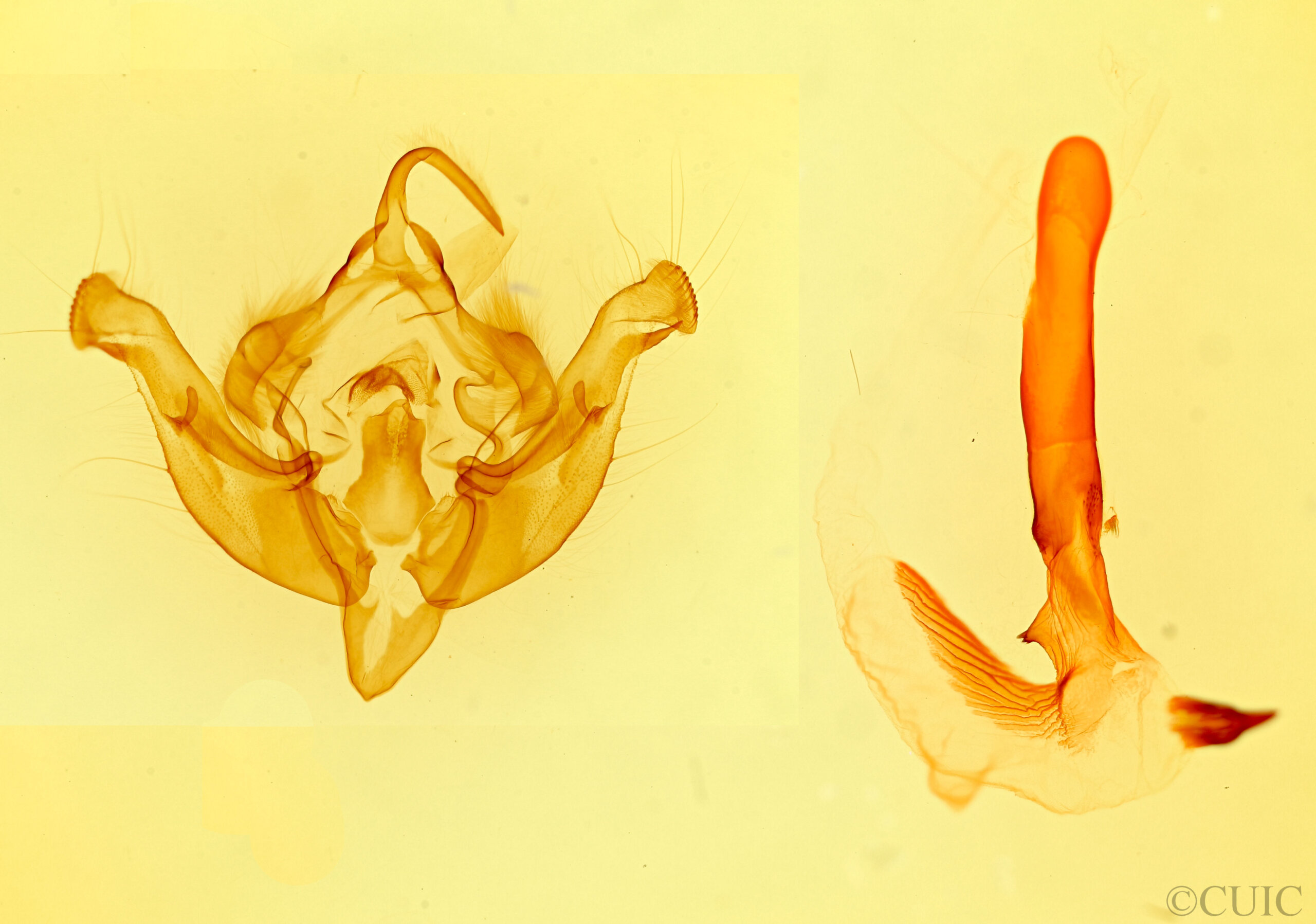 genitalia view of adult Hydraecia columbia