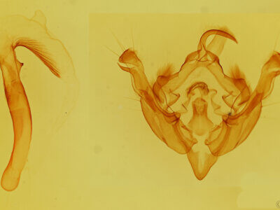 genitalia view of adult Hydraecia medialis