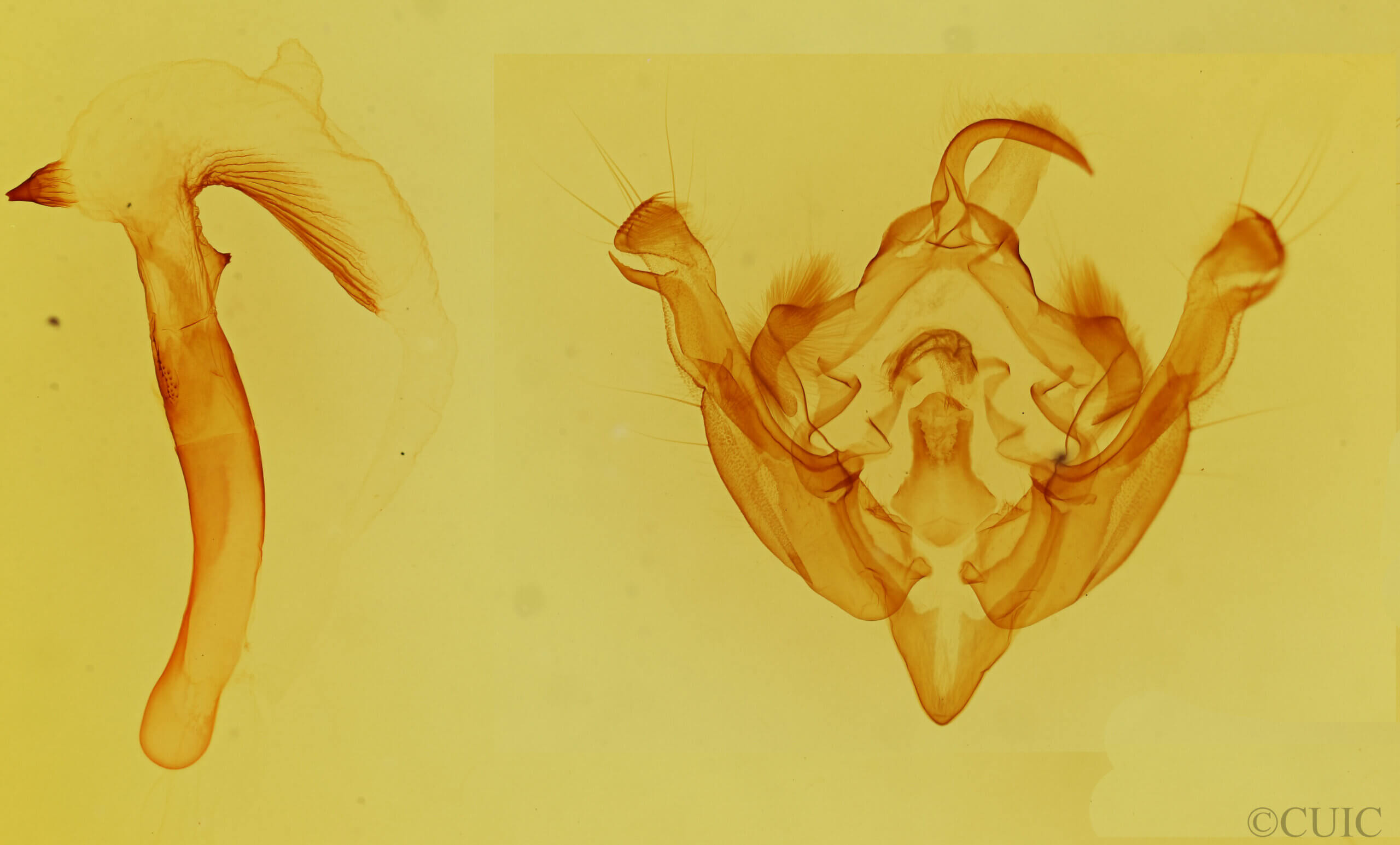 genitalia view of adult Hydraecia medialis