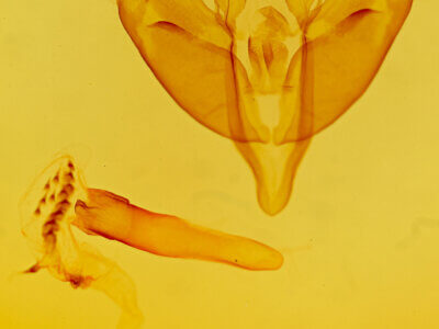 genitalia view of adult Acronicta sinescripta