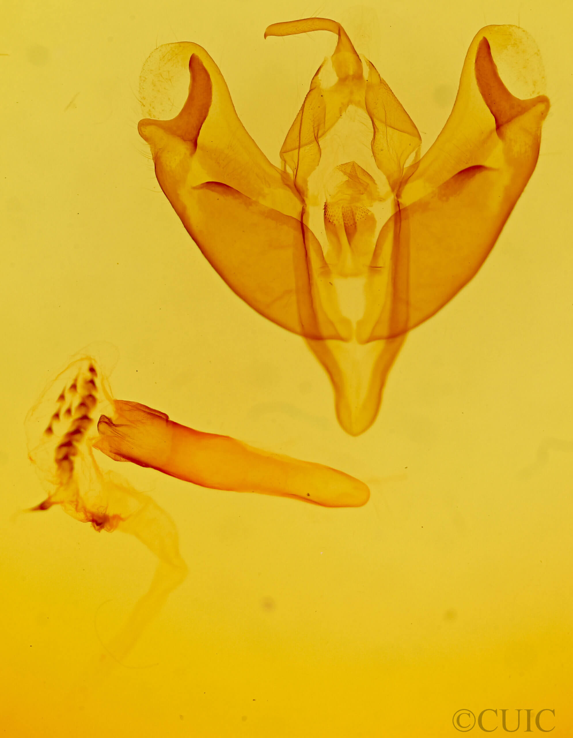 genitalia view of adult Acronicta sinescripta