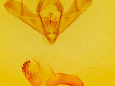 genitalia view of adult Acronicta oblinita