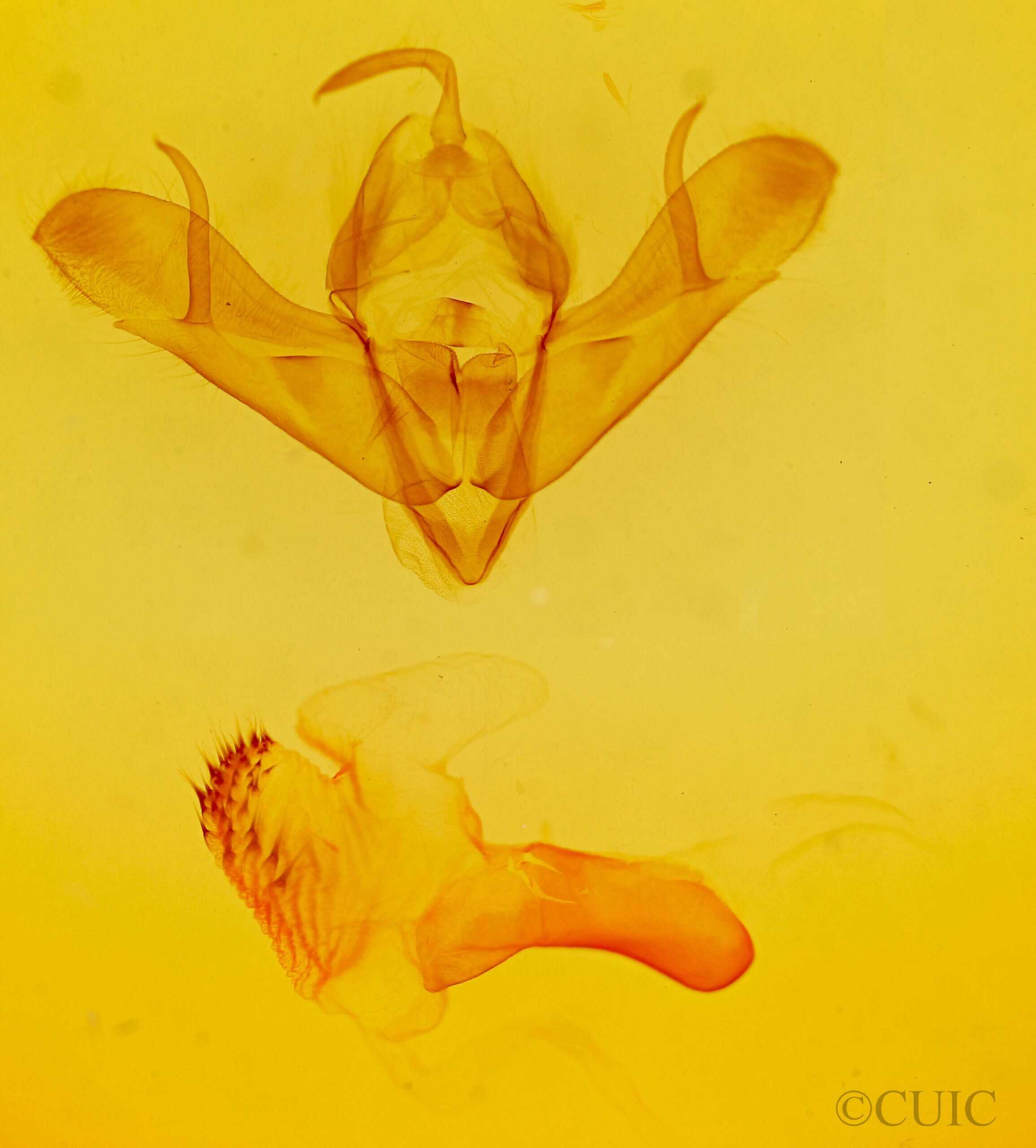 genitalia view of adult Acronicta oblinita