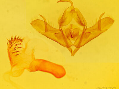 genitalia view of adult Acronicta oblinita