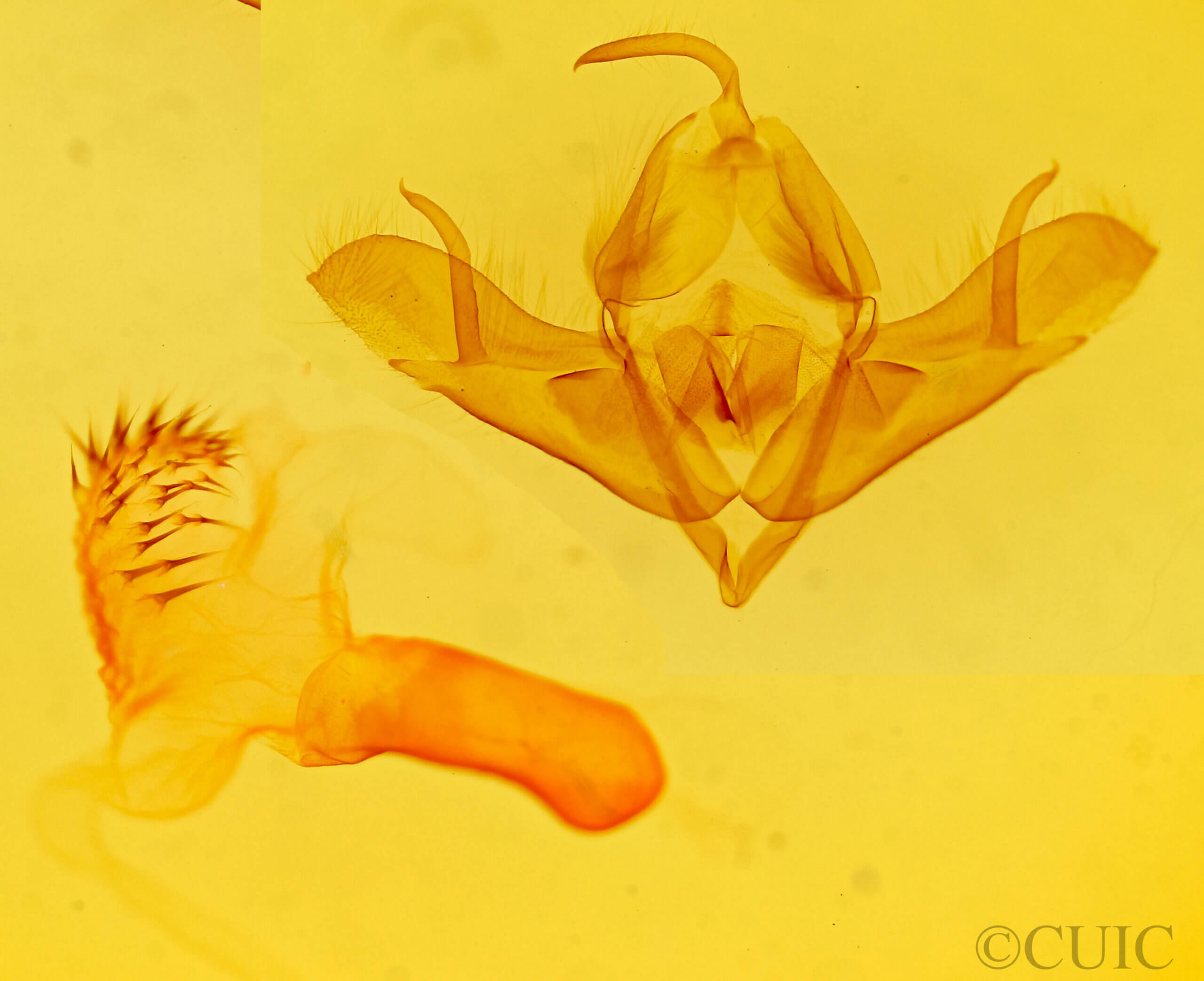 genitalia view of adult Acronicta oblinita