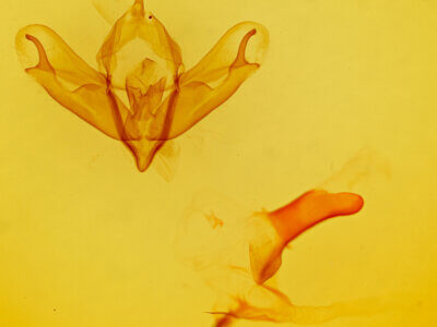 genitalia view of adult Acronicta lanceolaria