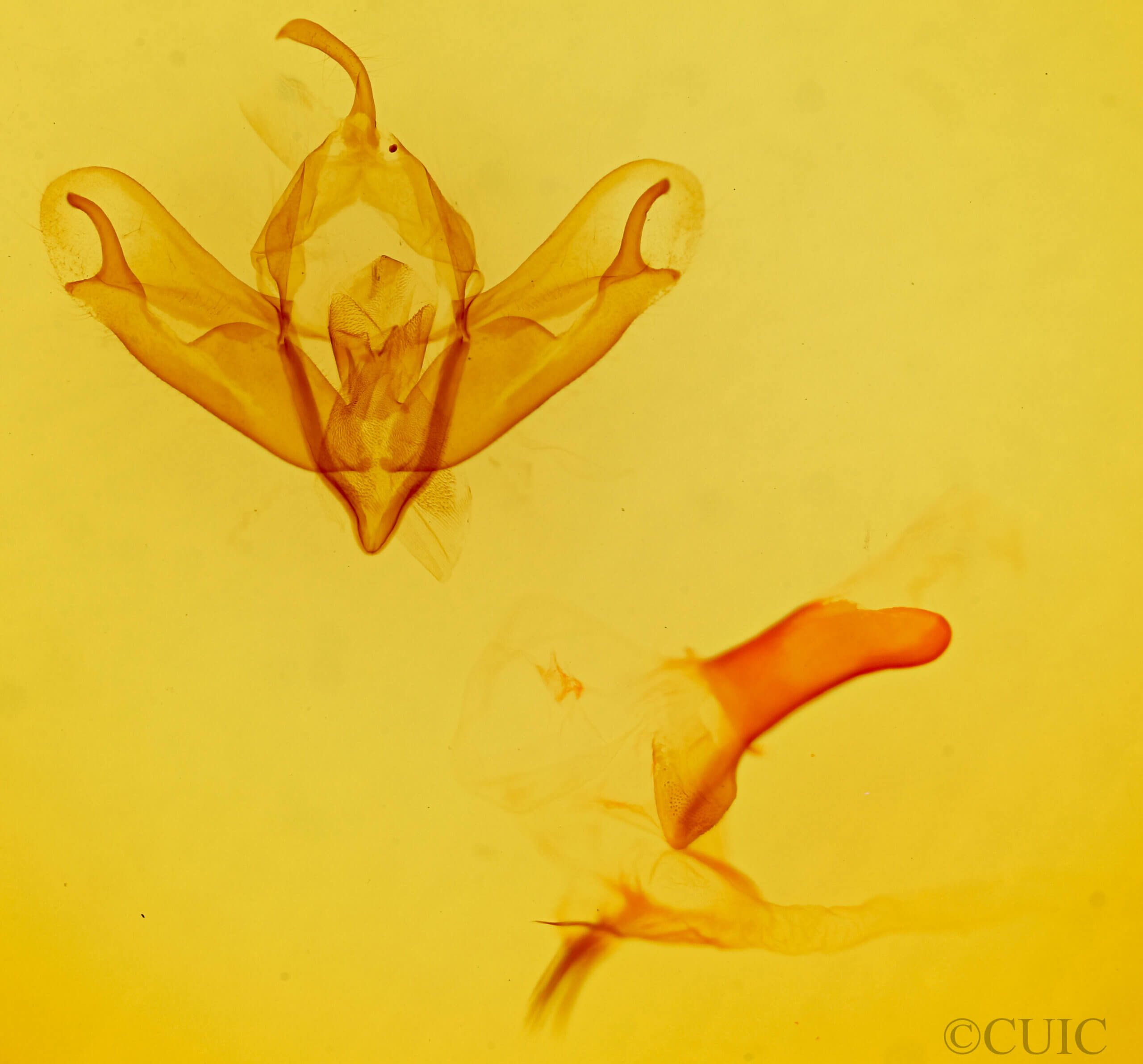 genitalia view of adult Acronicta lanceolaria