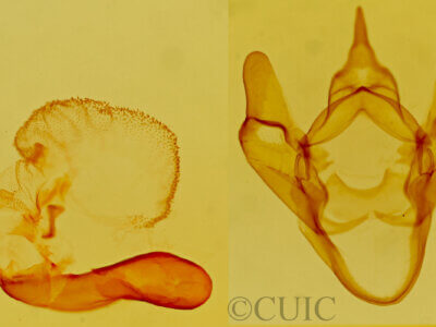genitalia view of adult Apantesis allectans