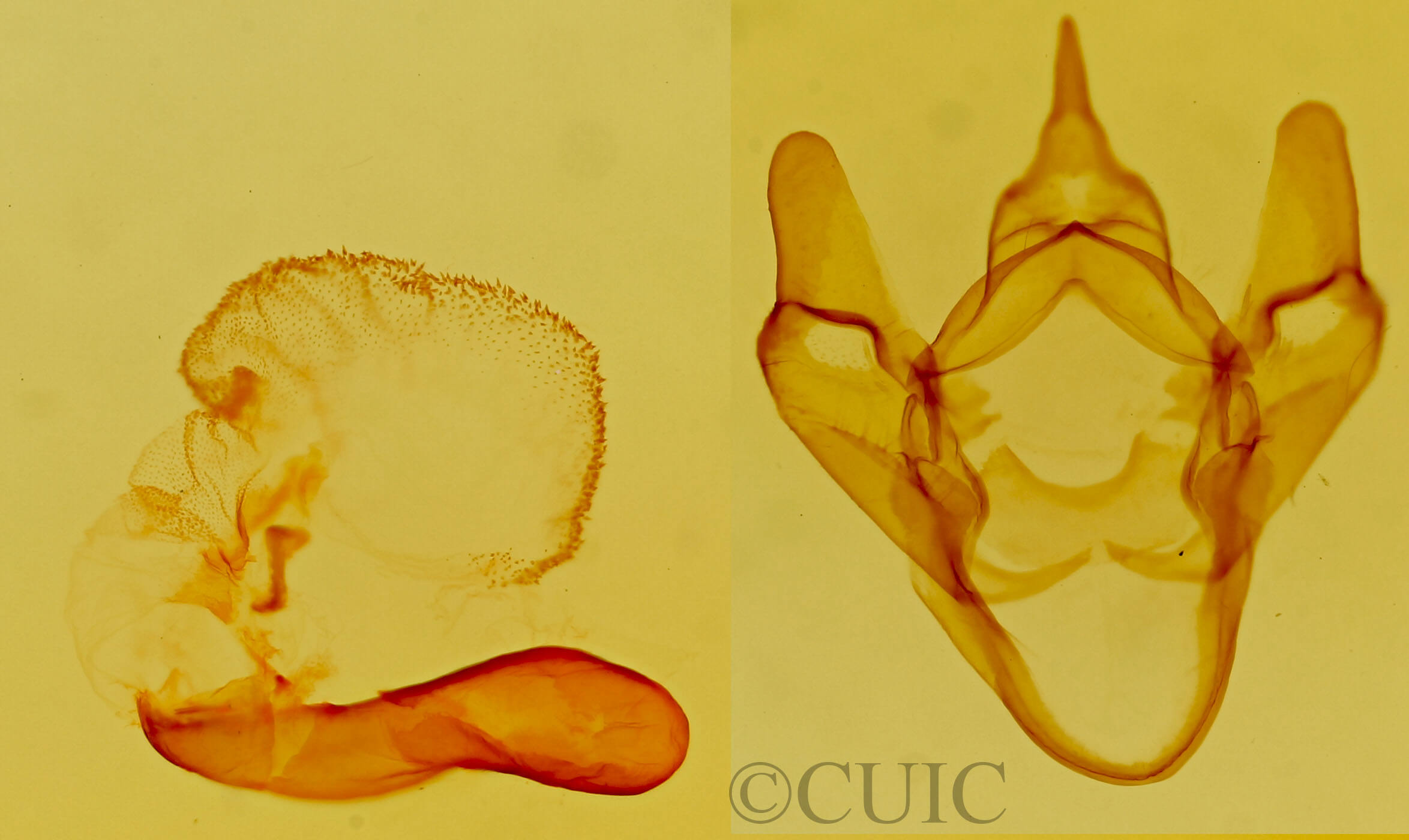 genitalia view of adult Apantesis allectans