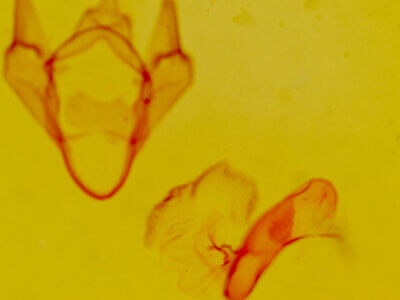 genitalia view of adult Apantesis blakei