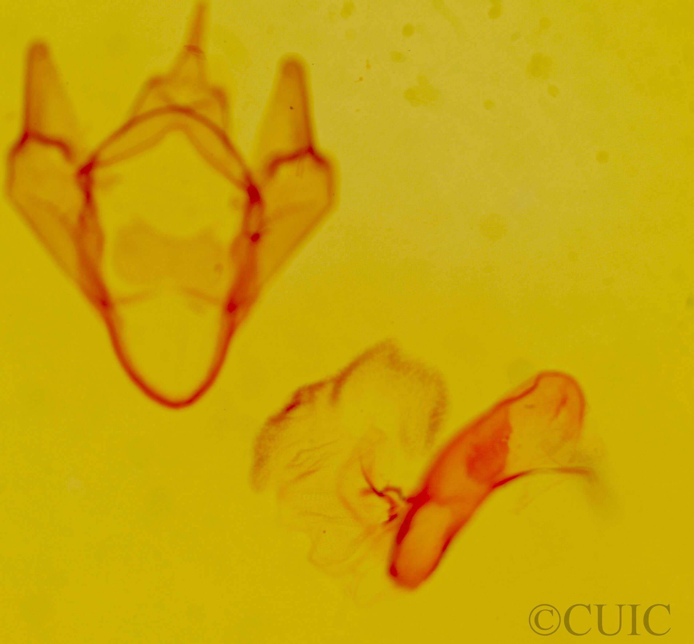 genitalia view of adult Apantesis blakei