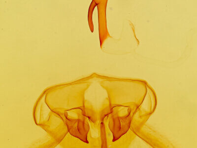 genitalia view of adult Cycnia oregonensis