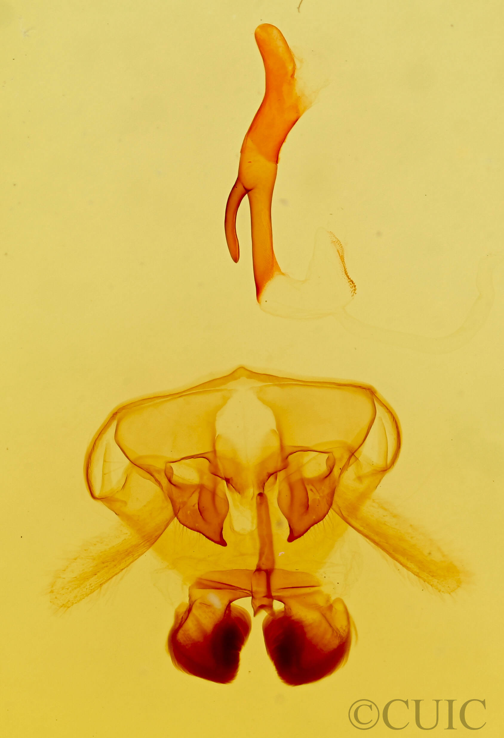 genitalia view of adult Cycnia oregonensis