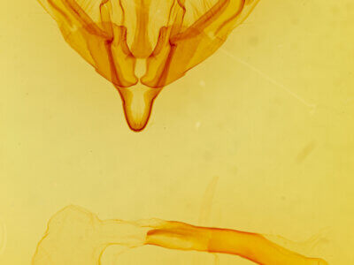 genitalia view of adult Lithophane contra