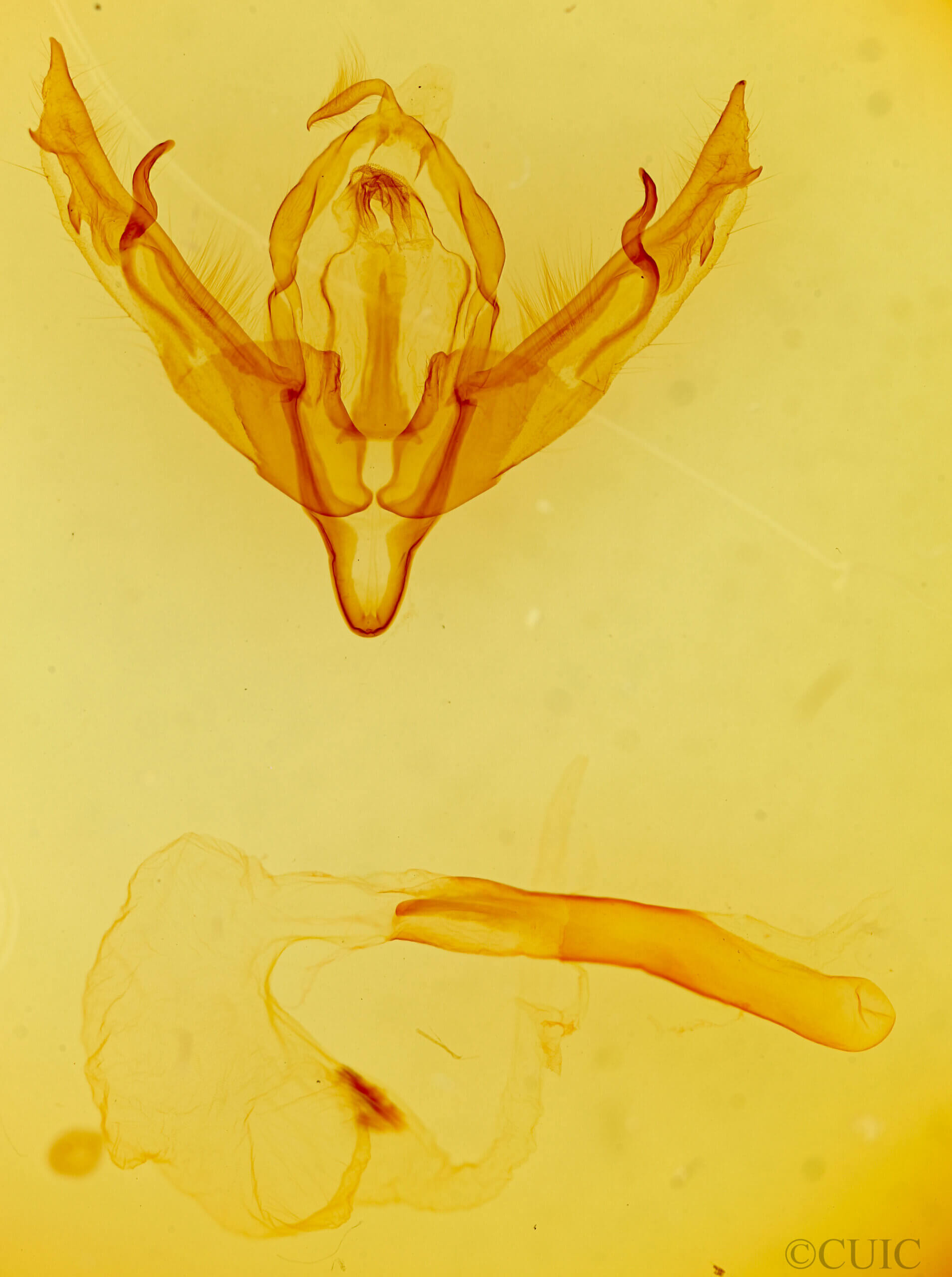 genitalia view of adult Lithophane contra