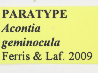 label view of adult Tarache geminoculaFerris & Laf, 2009