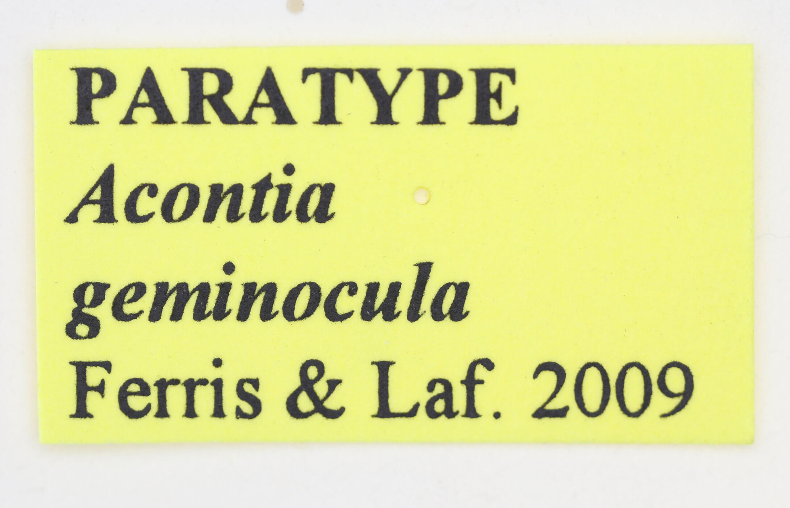 label view of adult Tarache geminoculaFerris & Laf, 2009