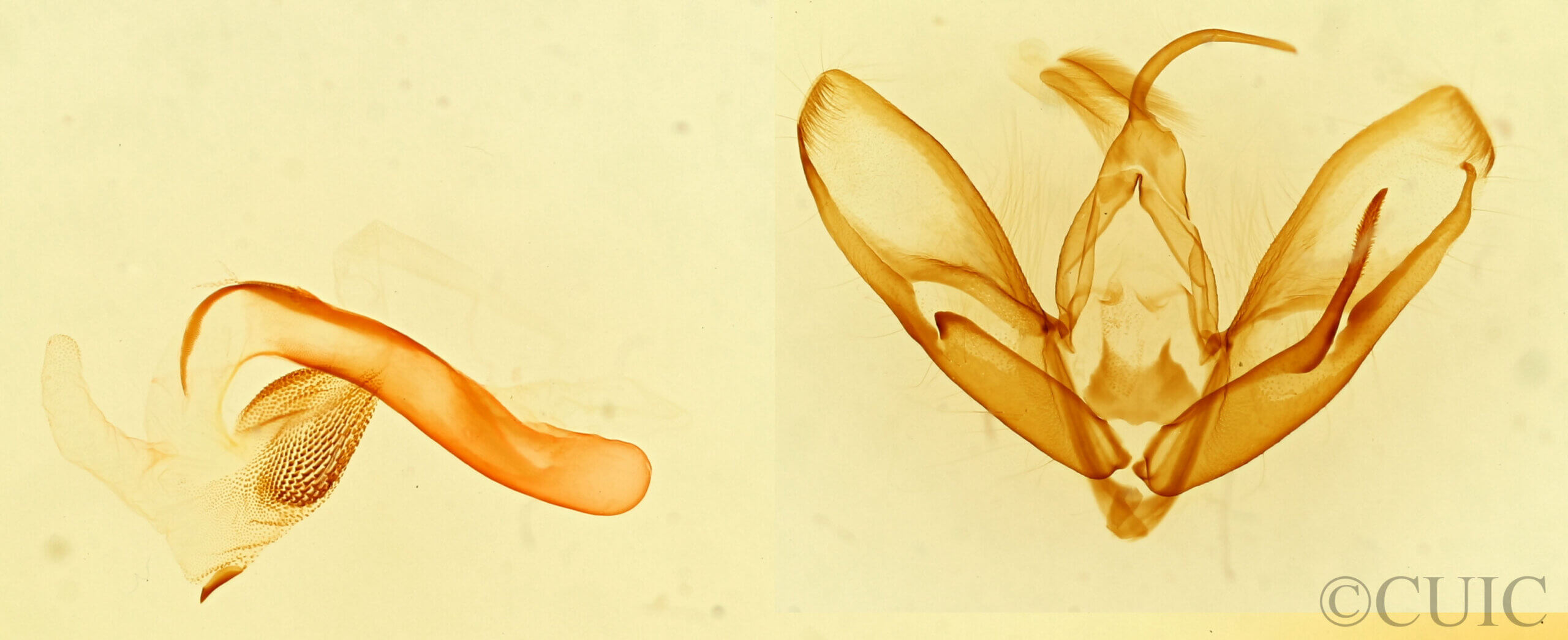 genitalia view of adult Tarache geminoculaFerris & Laf, 2009