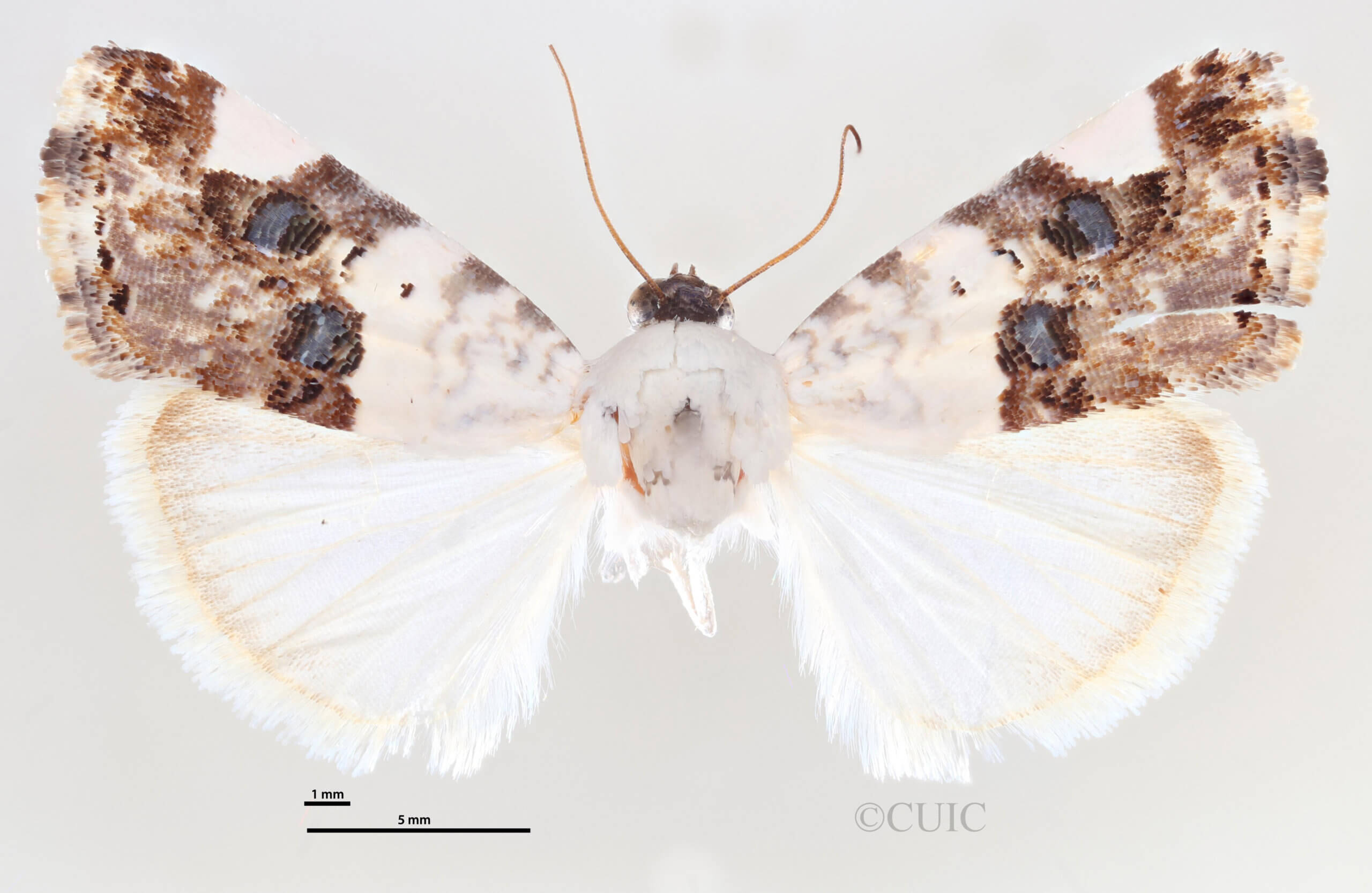 dorsal view of adult Tarache geminoculaFerris & Laf, 2009